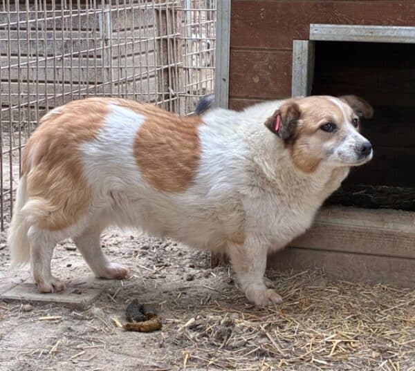 LIESEL (♀) - seit 2021 im Shelter – Bild 8