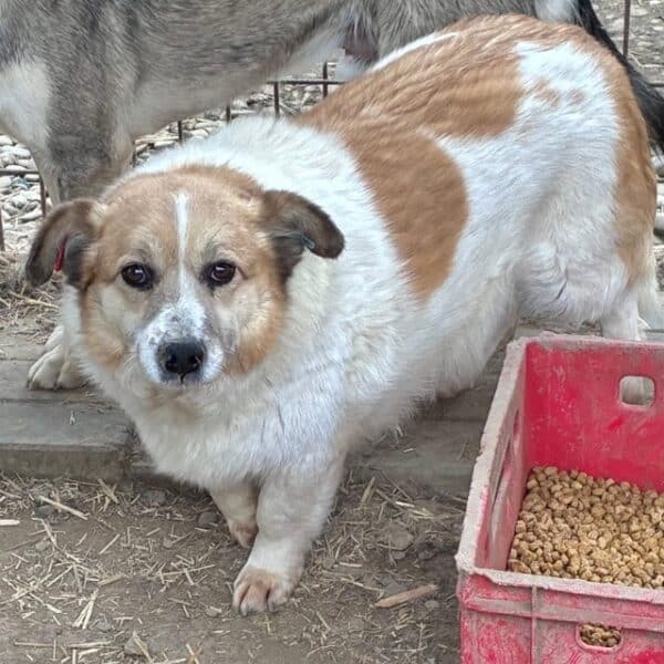 LIESEL (♀) - seit 2021 im Shelter – Bild 3