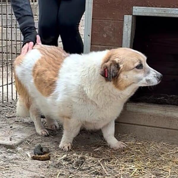 LIESEL (♀) - seit 2021 im Shelter – Bild 2