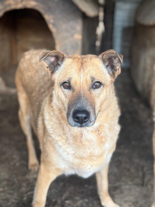 DORA (♀) - seit 2021 im Shelter – Bild 2