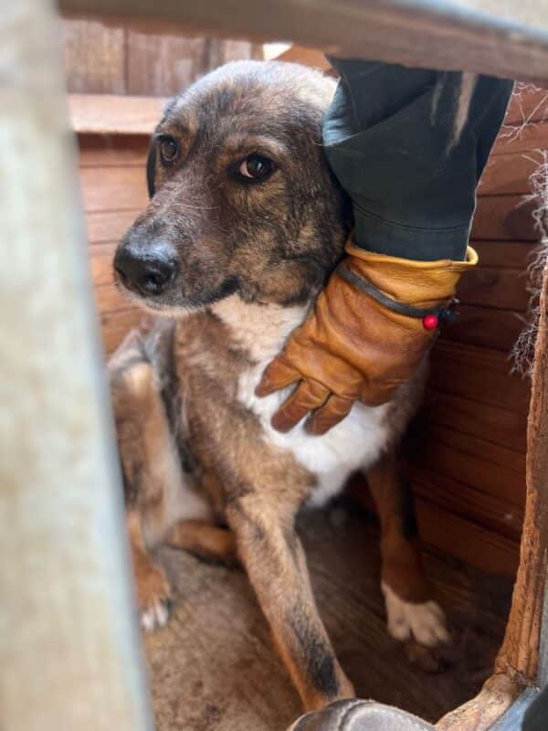 WOODY (♂) - seit 2021 im Shelter – Bild 2
