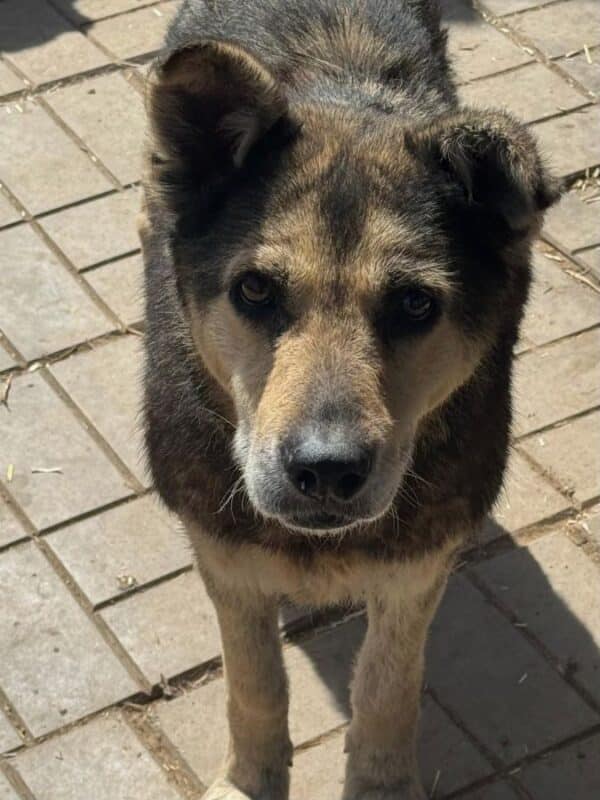 TARA (♀) - seit 2021 im Shelter – Bild 2