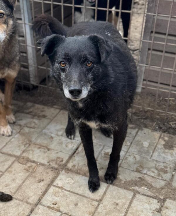 FARINO (♂) - seit mindestens 2019 im Shelter – Bild 11