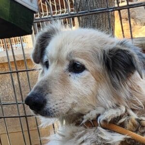 LISHA (♀) Fell stark verfilzt - seit 2019 im Shelter!