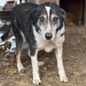 GUSS (♂) - seit 2021 im Shelter - abgekämpfter Senior