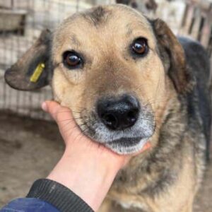 AMIRO (♂) - seit mind. 2021 im Shelter