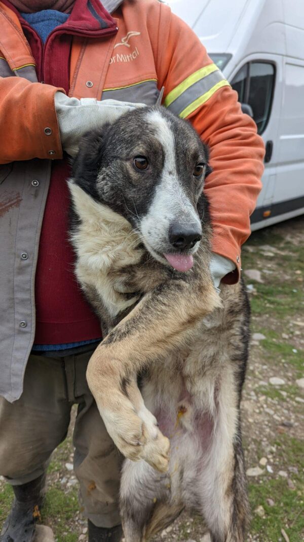 JOHNBOY (♂) - wird im Kennel kontrolliert – Bild 5