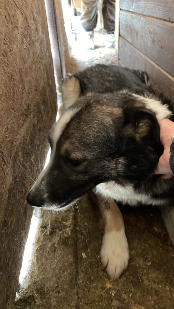 JOHNBOY (♂) - wird im Kennel kontrolliert – Bild 6