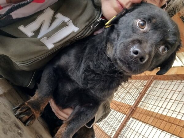 BODO - reserviert Arche Noah Bidingen vermittelt – Bild 2