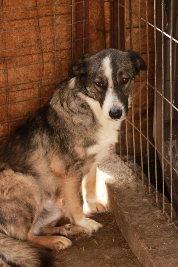 JOHNBOY (♂) - wird im Kennel kontrolliert – Bild 3