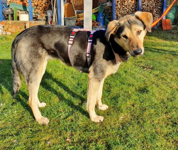 Sady in 24148 Kiel *vermittelt* – Bild 3