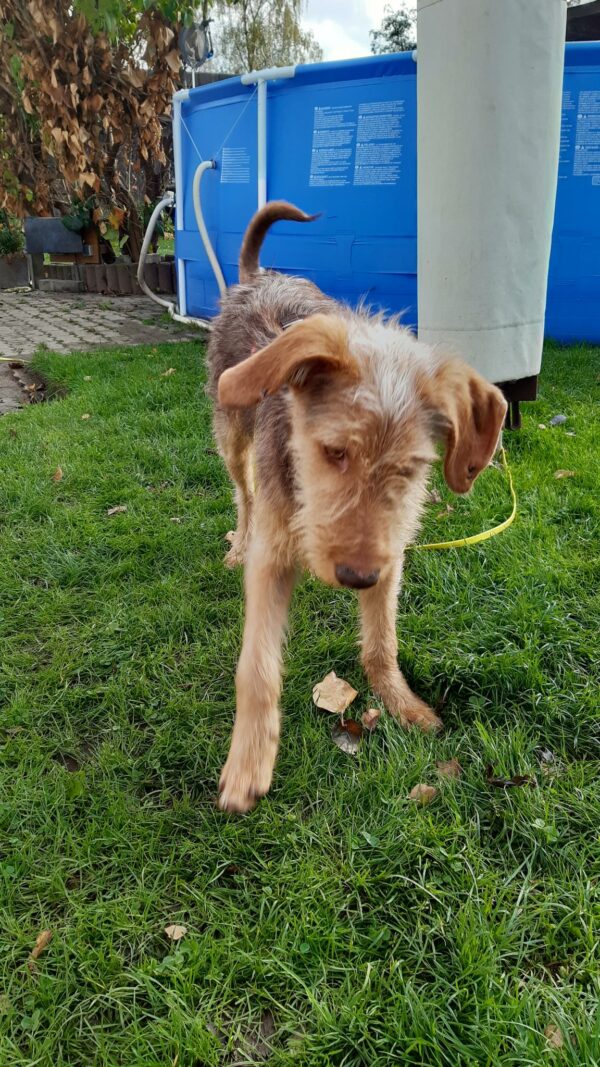 Twister in 37539 Bad Grund – Bild 2
