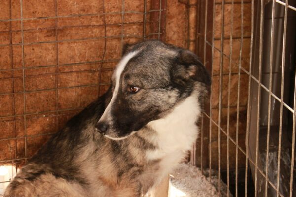 JOHNBOY (♂) - wird im Kennel kontrolliert – Bild 4