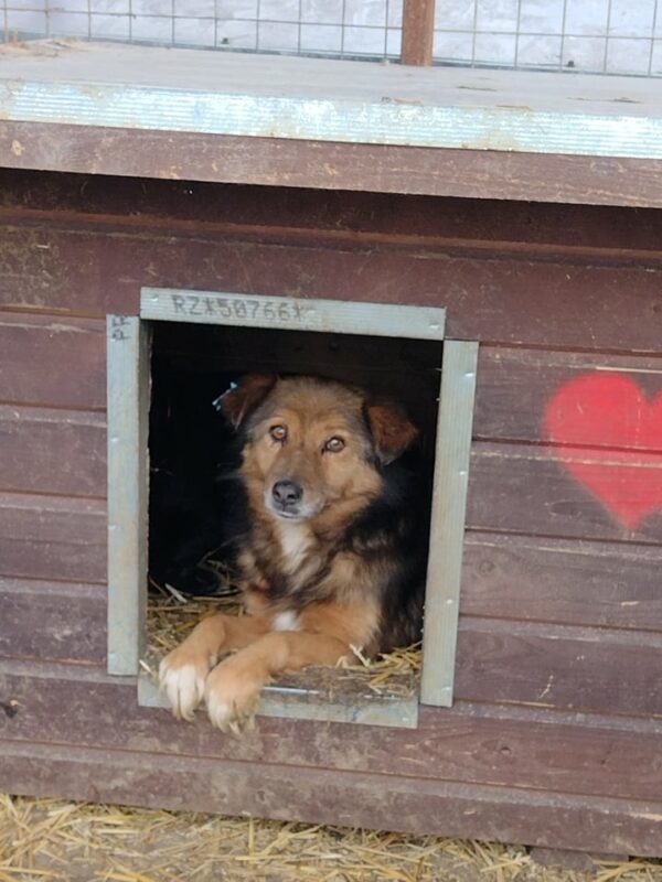 STARSKY (♂) - seit Anfang 2022 im Shelter – Bild 22