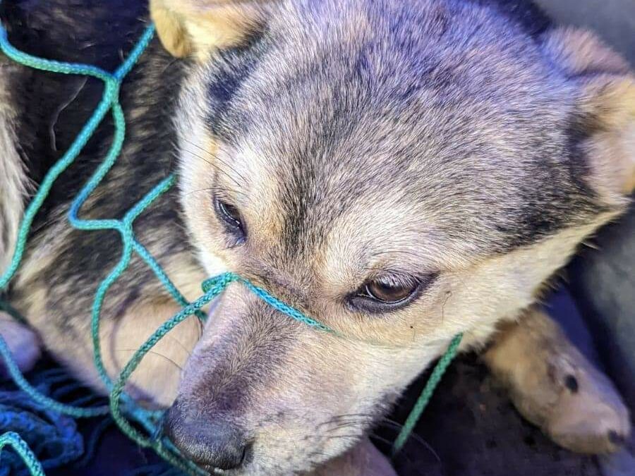 So werden Hunde ins Shelter transportiert, um sie dort abzugeben.