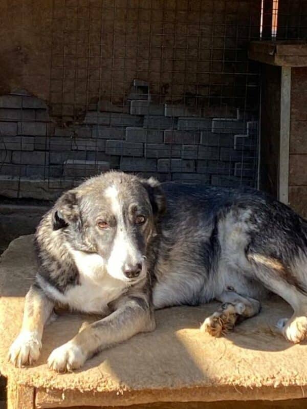 JOHNBOY (♂) - wird im Kennel kontrolliert – Bild 8