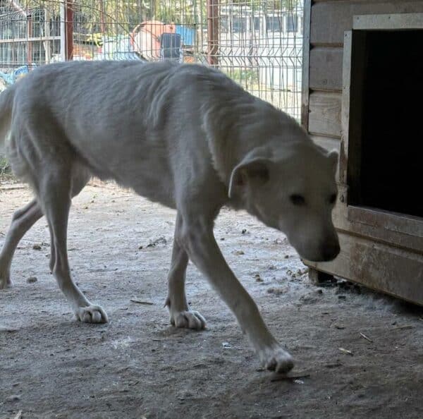 BAKU (♂) - seit 2022 im Shelter – Bild 4