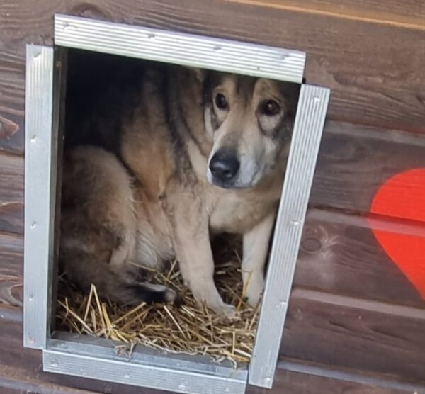 TARZAN (♂) - Müder Senior - seit 2022 im Shelter – Bild 13