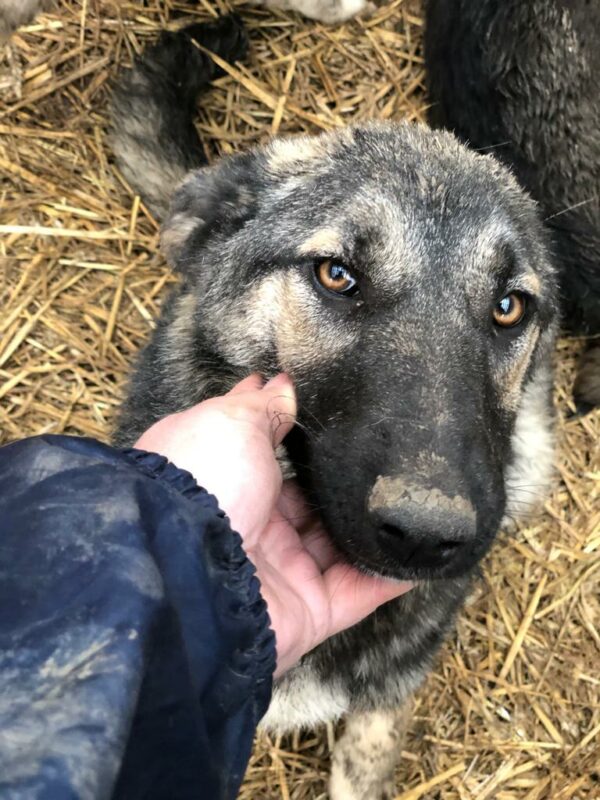 SUMMER - reserviert Hundescheune Fläming vermittelt
