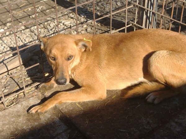 SANAI (♀) – Bild 3
