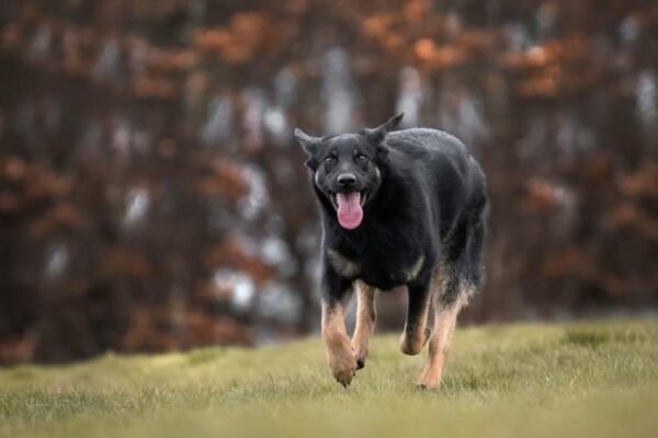Ringo in 57632 Ziegenhain *vermittelt* – Bild 12