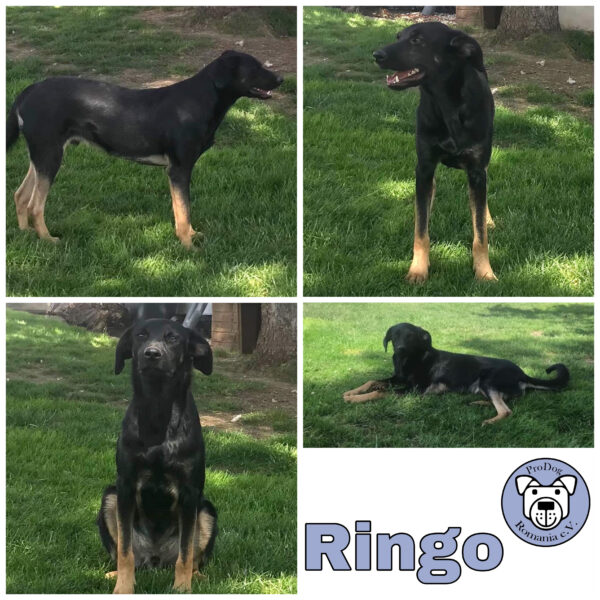 Ringo in 57632 Ziegenhain *vermittelt*