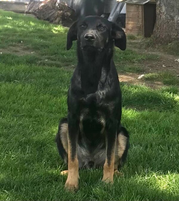 Ringo in 57632 Ziegenhain *vermittelt* – Bild 2
