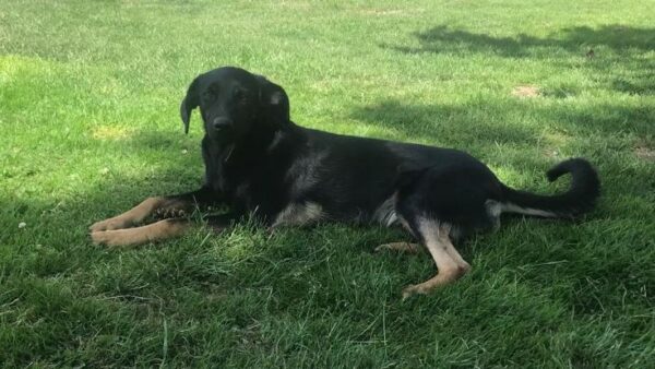Ringo in 57632 Ziegenhain *vermittelt* – Bild 4