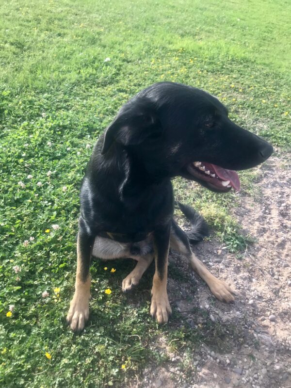 Ringo in 57632 Ziegenhain *vermittelt* – Bild 5