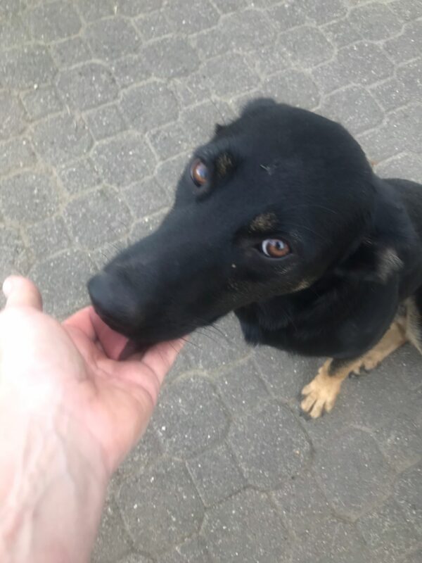 Ringo in 57632 Ziegenhain *vermittelt* – Bild 7