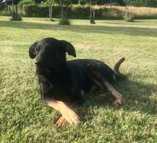 Ringo in 57632 Ziegenhain *vermittelt* – Bild 8