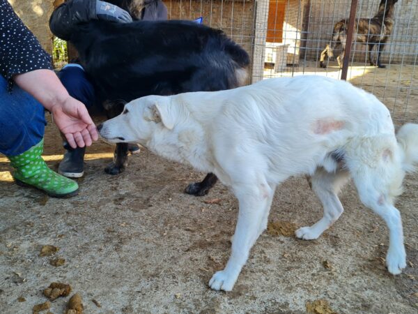 MALIKO (♂) - neurologischer Notfall - Gnadenplatz gesucht - seit mind. 2022 im Shelter – Bild 9