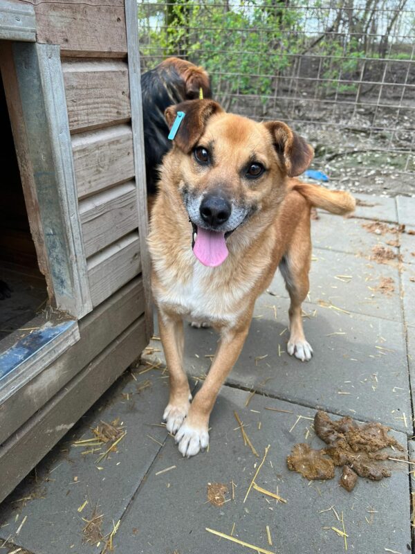 SYKES (♂) – Bild 4