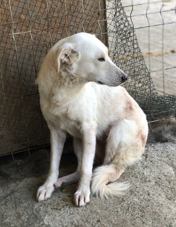 MALIKO (♂) - neurologischer Notfall - Gnadenplatz gesucht - seit mind. 2022 im Shelter – Bild 12