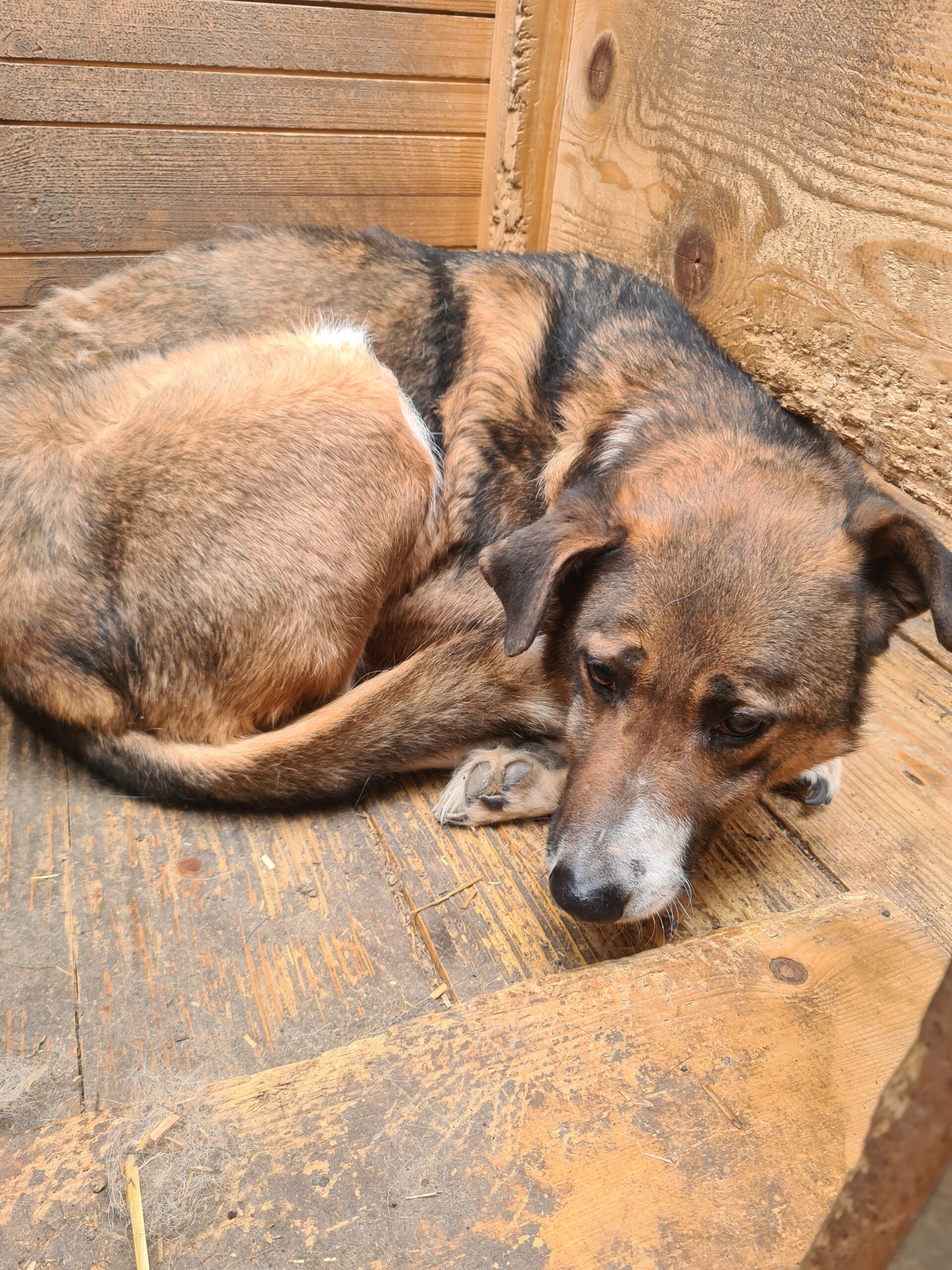MILAS - Notfall - super dünn, komplett entkräftet, resigniert - seit mind. Anfang 2017 im Shelter - ausgereist zur Tierhilfe Lebenswert – Bild 4