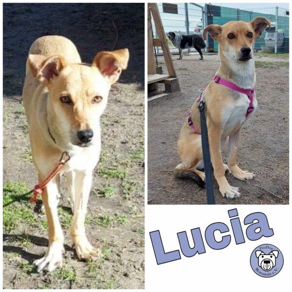 LUCIA - Gnadenplatzhund seit dem 22.12.2022 - RBB 06.08.2024