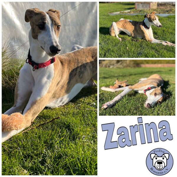 Zarina in 31555 Suthfeld *vermittelt*