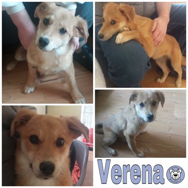 Verena in 53881 Euskirchen *vermittelt*
