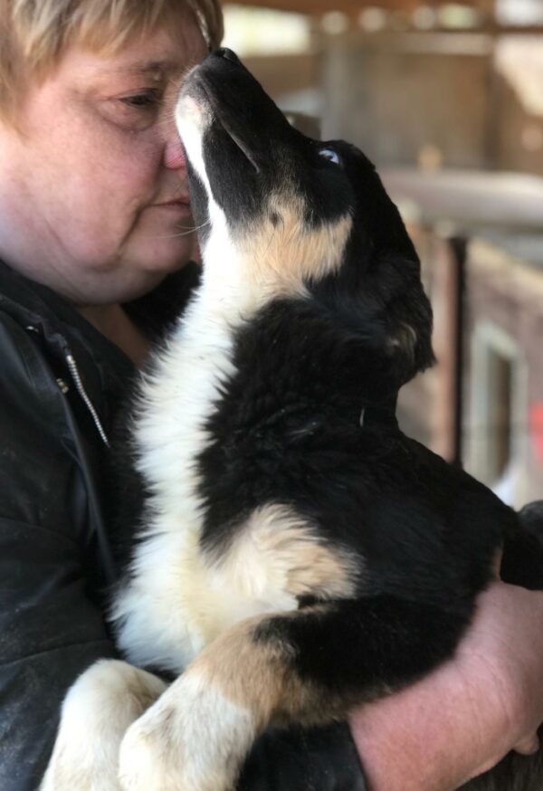 MANGO - reserviert Sasi vermittelt – Bild 5