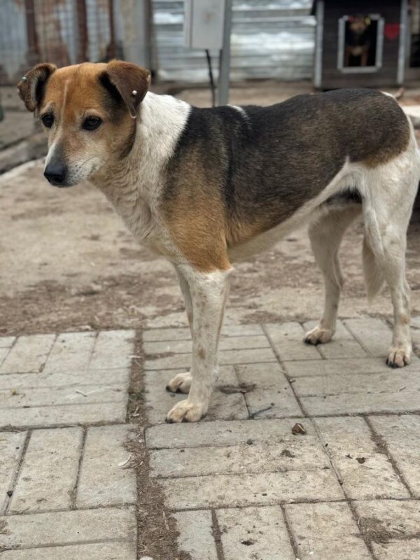 ALESSA (♀) - seit mindestens 2019 im Shelter – Bild 2
