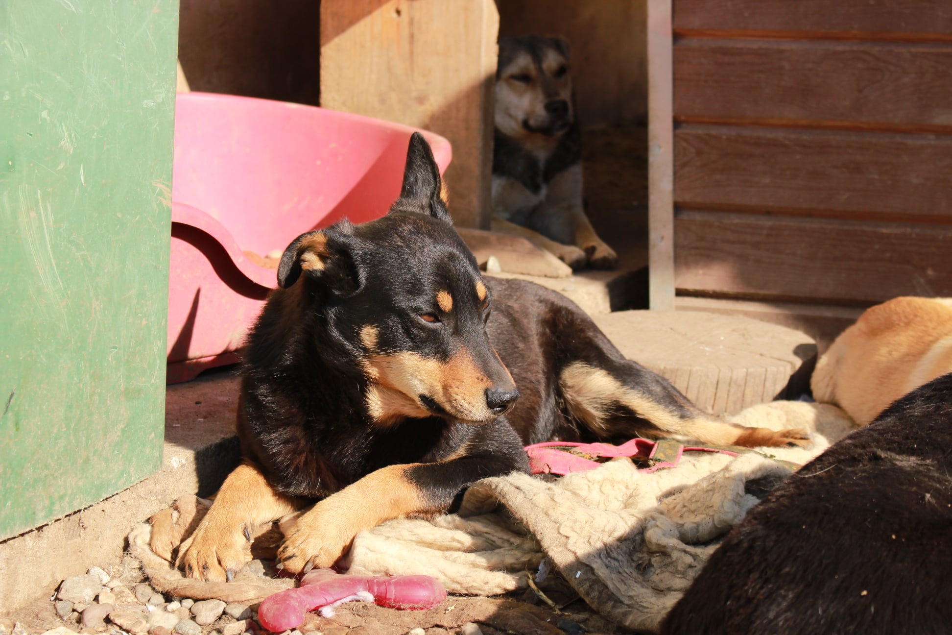 ETTEL - med. + seel. Notfall im Shelter - auf PDR PS als Gnadenplatzhund – Bild 3