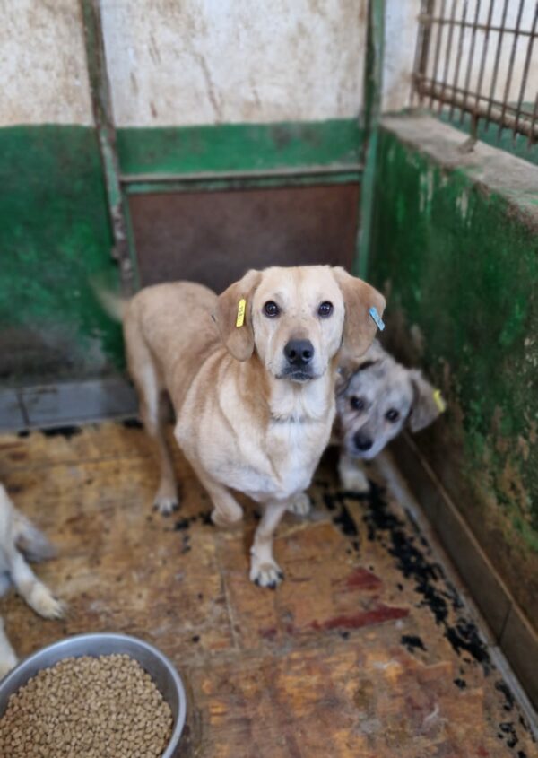 LEXI - reserviert TH Lingen vermittelt