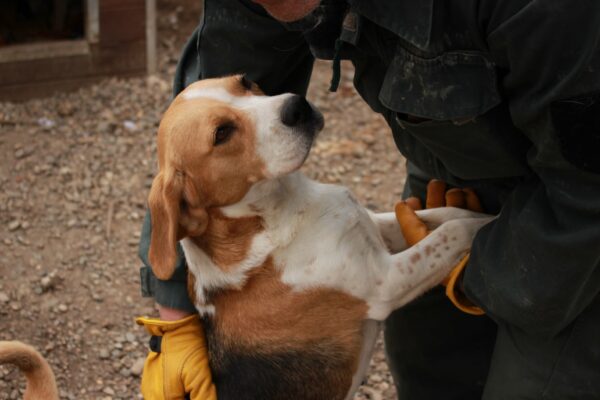 SARINA - reserviert Laborbeaglehilfe vermittelt