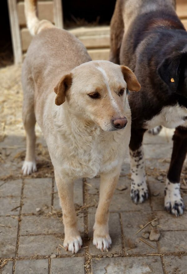 STEWART (♂) – Bild 6