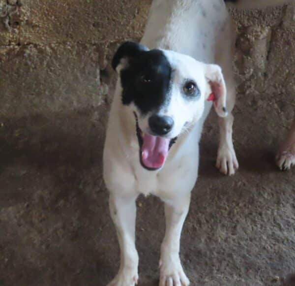 SHADOW - reserviert Silke - vermittelt