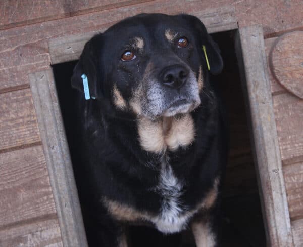LALITA (♀) - seit mind. 2022 im Shelter – Bild 2
