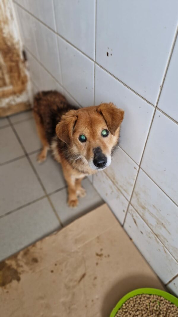 DEXX - Oldie med. Notfall - reserviert Silke vermittelt – Bild 2
