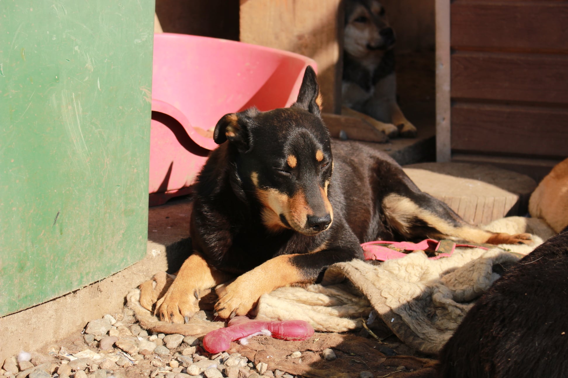 ETTEL - med. + seel. Notfall im Shelter - auf PDR PS als Gnadenplatzhund – Bild 2