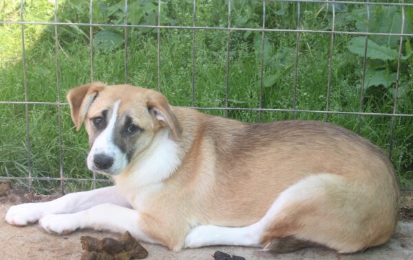 KLARA (♀) – Bild 5