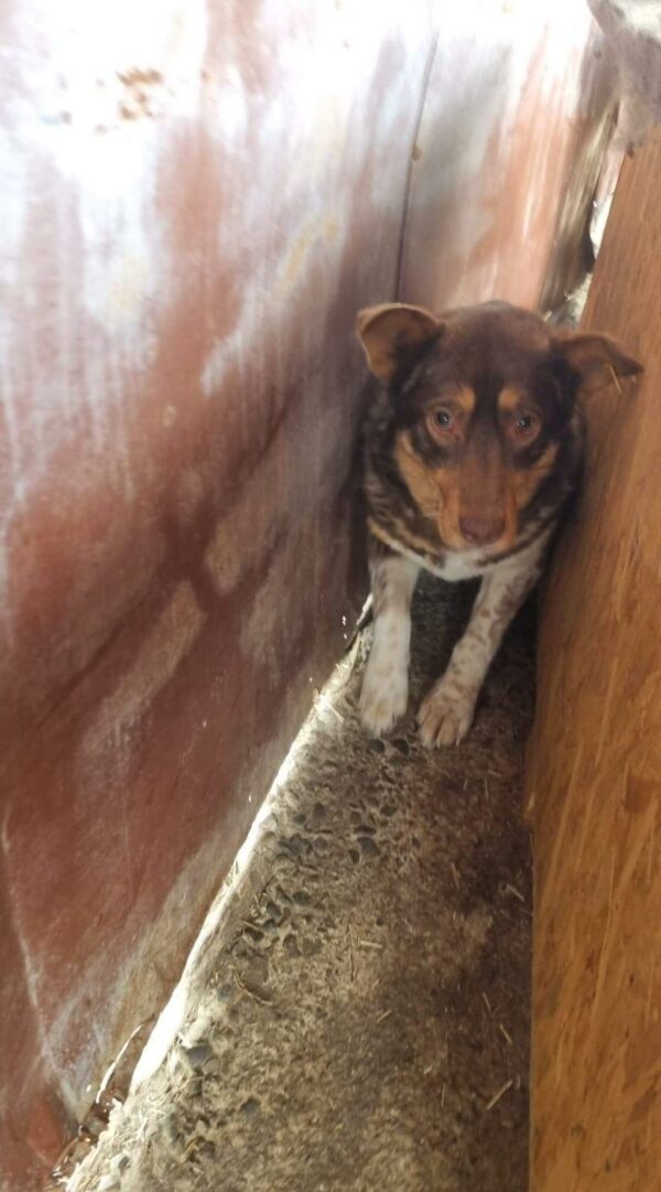 LASKA (♀) – Bild 3